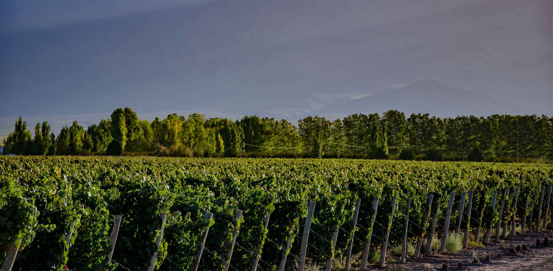 Descubre la Magia de Mendoza: Turismo en los Viñedos y las Montañas de Argentina
